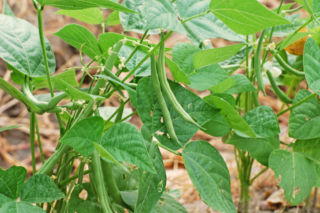 Fasola szparagowa - Phaseolus vulgaris