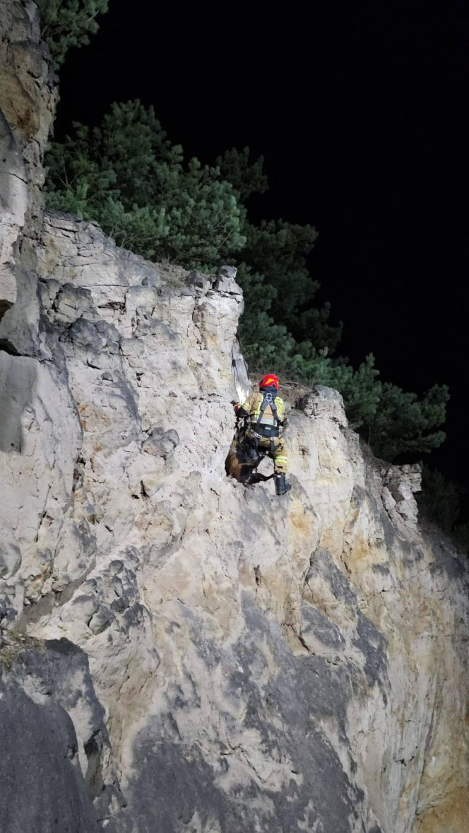 Strażacy uratowali owieczkę