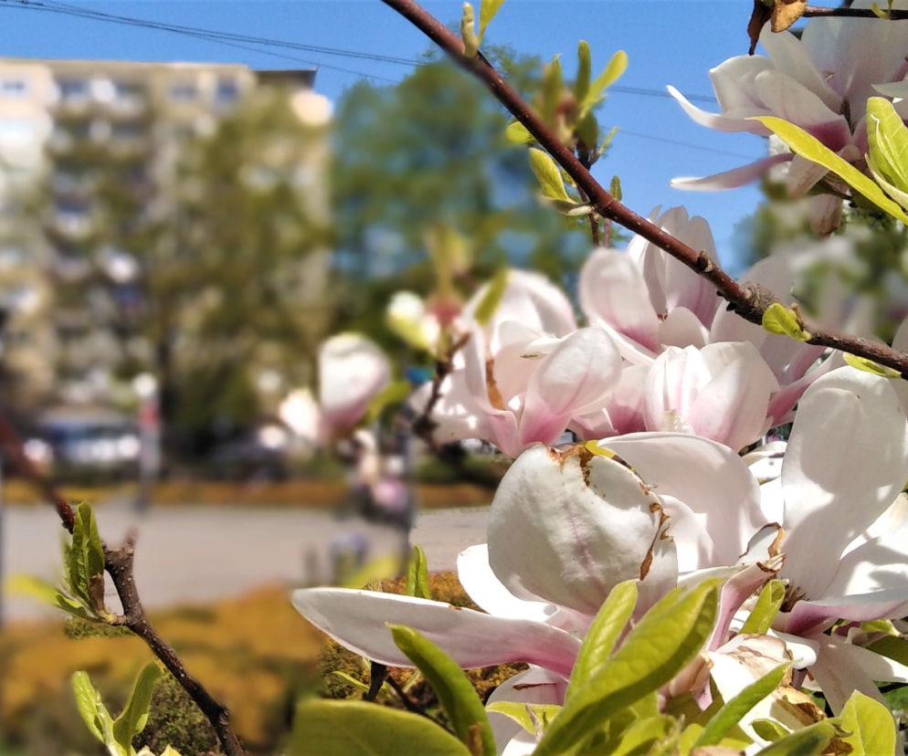 Magnolie w Szczecinie