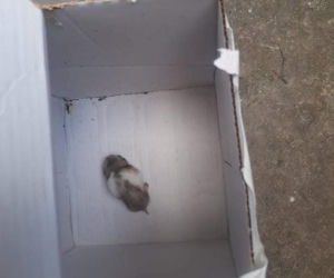 Te interwencje łódzkiego Animal Patrolu łamią serce...
