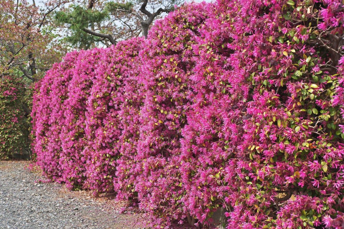Loropetalum chińskie