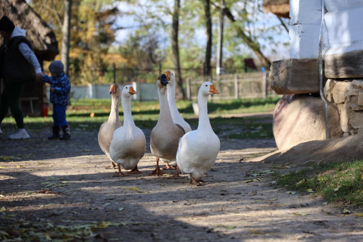 Jesień w lubelskim skansenie