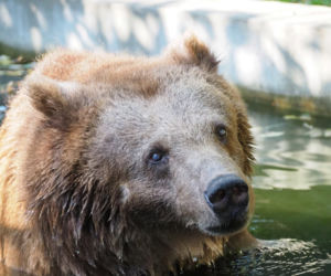 Sabina odeszła za Tęczowy Most. Była ostatnią niedźwiedzicą w Warszawskim ZOO. „Kończy się pewna era”