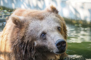Sabina odeszła za Tęczowy Most. Była ostatnią niedźwiedzicą w Warszawskim ZOO. „Kończy się pewna era”