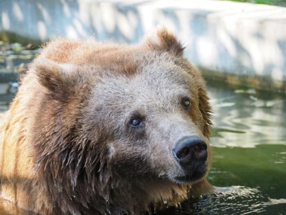 Sabina odeszła za Tęczowy Most. Była ostatnią niedźwiedzicą w Warszawskim ZOO. „Kończy się pewna era”