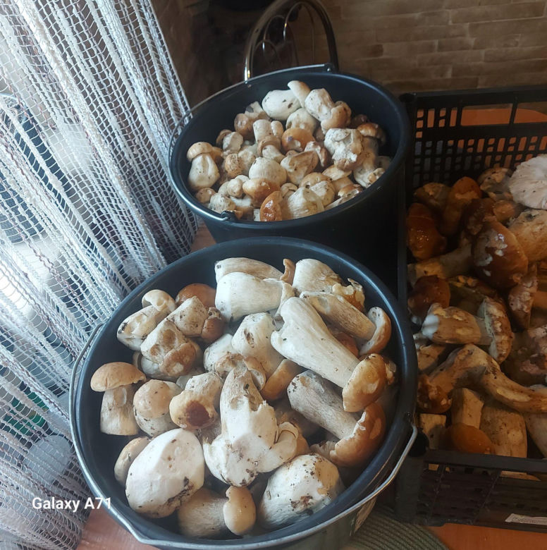 Grzyby w świętokrzyskim