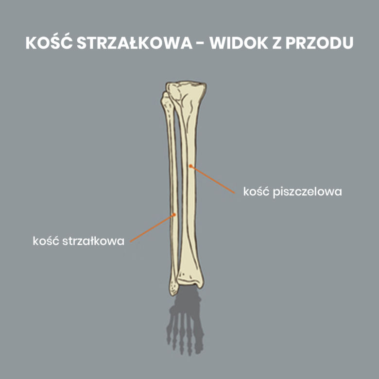 Kość strzałkowa i piszczelowa