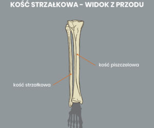 Kość strzałkowa