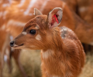 Nowi mieszkańcy wrocławskiego zoo
