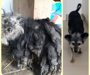 Skrajnie zaniedbane suczki LEDWO żyły! Miały na sobie aż 6 kilogramów kołtunów [ZDJĘCIA]