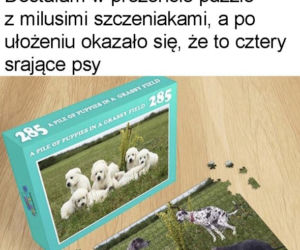 Dzień Psa 2026. Te memy pisało samo życie!