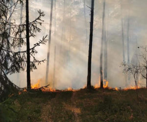 Płonął las w powiecie radomszczańskim. Ogień strawił 10 hektarów poszycia!
