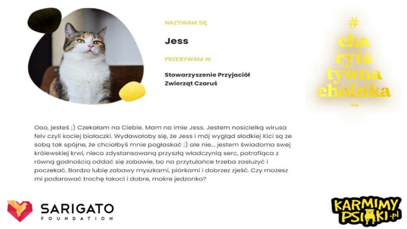 Charytatywna Choinka dla bezdomnych psów i kotów. Każdy może pomóc!