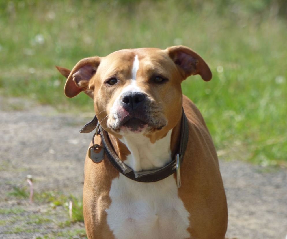 pitbull