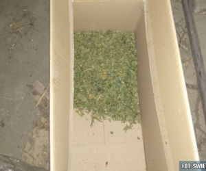 Wspólna akcja policjantów z Kielc i Grudziądza. Odkryli podziemną plantację