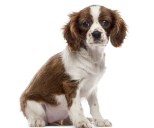 cavalier king charles spaniel, pies