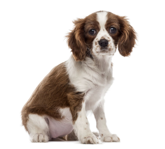 cavalier king charles spaniel, pies