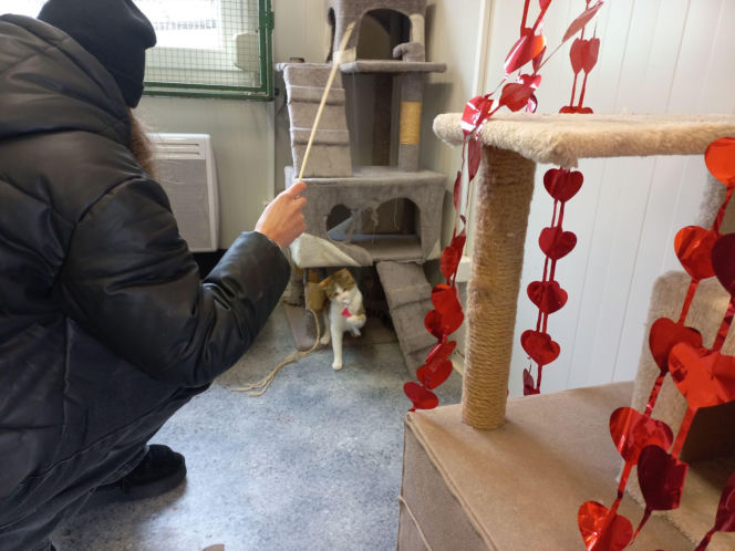 Mruczki w roli głównej. Dzień Kota w schronisku dla bezdomnych zwierząt w Henrykowie