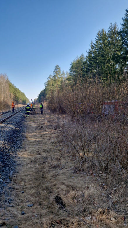 Pociąg "Żubr" śmiertelnie potrącił żubry. Poważny wypadek na torach na Podlasiu