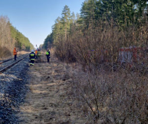 Pociąg Żubr śmiertelnie potrącił żubry. Poważny wypadek na torach na Podlasiu