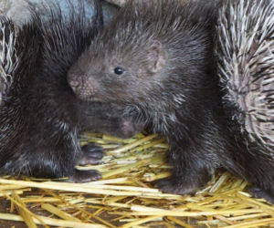 Narodziny jeżozwierzy we wrocławskim zoo