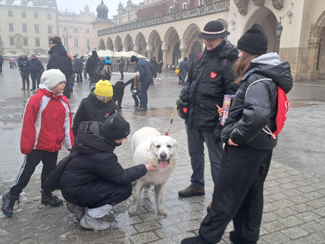 34. finał WOŚP w Krakowie. Golden Retrievery na Rynku Głównym