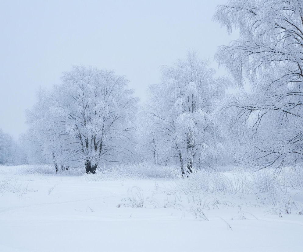Zasypany śniegiem zimowy krajobraz ukazuje pole pokryte grubą warstwą białego puchu, z delikatnymi śladami w dolnej części obrazu. Pośrodku i na prawym brzegu widoczne są drzewa liściaste o gałęziach całkowicie pokrytych szronem i śniegiem, tworzącym grubą, białą otulinę. Dalsze rzędy mniejszych, zaśnieżonych drzew i krzewów rozciągają się w tle, a nad nimi rozpościera się jednolicie jasne, błękitno-szare niebo. Cały obraz utrzymany jest w zimnej tonacji bieli i błękitu, z nielicznymi ciemniejszymi plamami pni drzew.