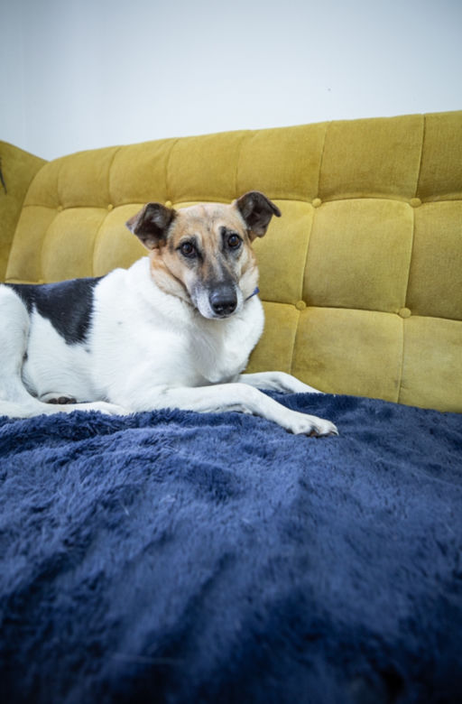 Przemyśl. U nich psy nie czekają na adopcję w klatkach [GALERIA]	