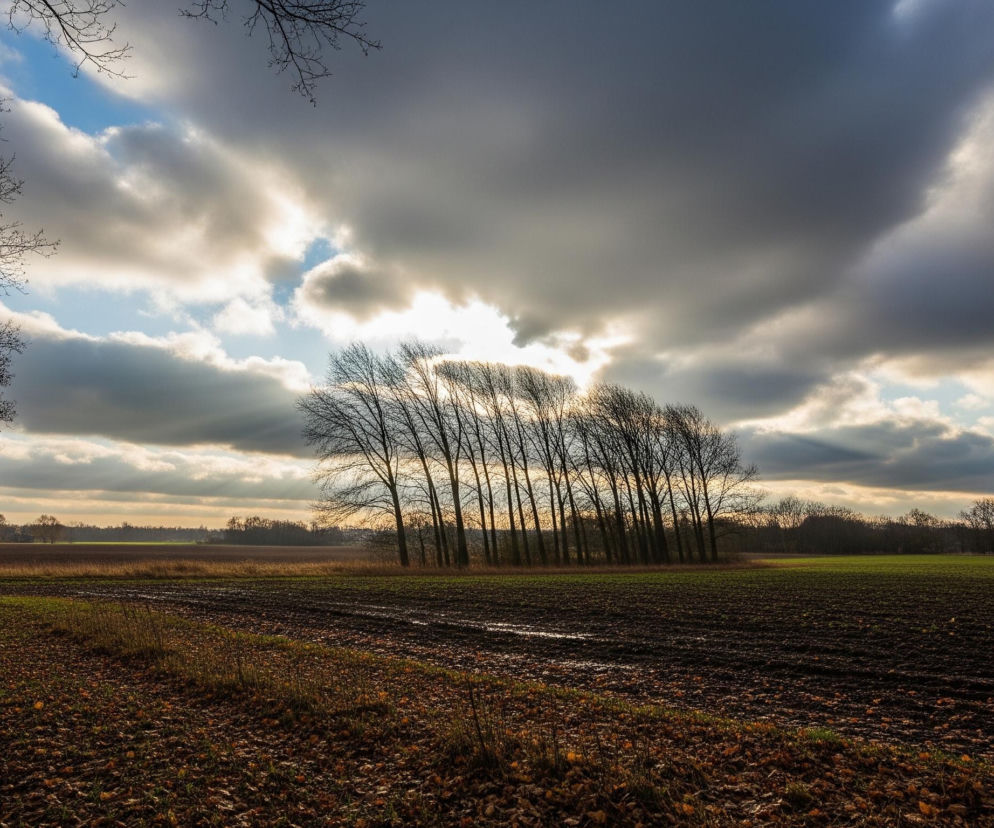 Rozległy pejzaż rolniczy zdominowany jest przez pochmurne niebo, gdzie promienie słońca przebijają się przez ciemne chmury, tworząc jasne smugi światła. Na pierwszym planie po lewej stronie znajdują się nagie gałęzie drzew, kontrastujące z liśćmi pokrywającymi ziemię w odcieniach brązu i czerwieni. Centralną część obrazu zajmuje pole uprawne, z widoczną świeżo zaoraną, ciemnobrązową ziemią po prawej stronie i pasem młodych, zielonych upraw po lewej. W tle horyzont przecina rząd wysokich, bezlistnych drzew, za którymi rozciągają się dalsze pola i lasy w oddali.