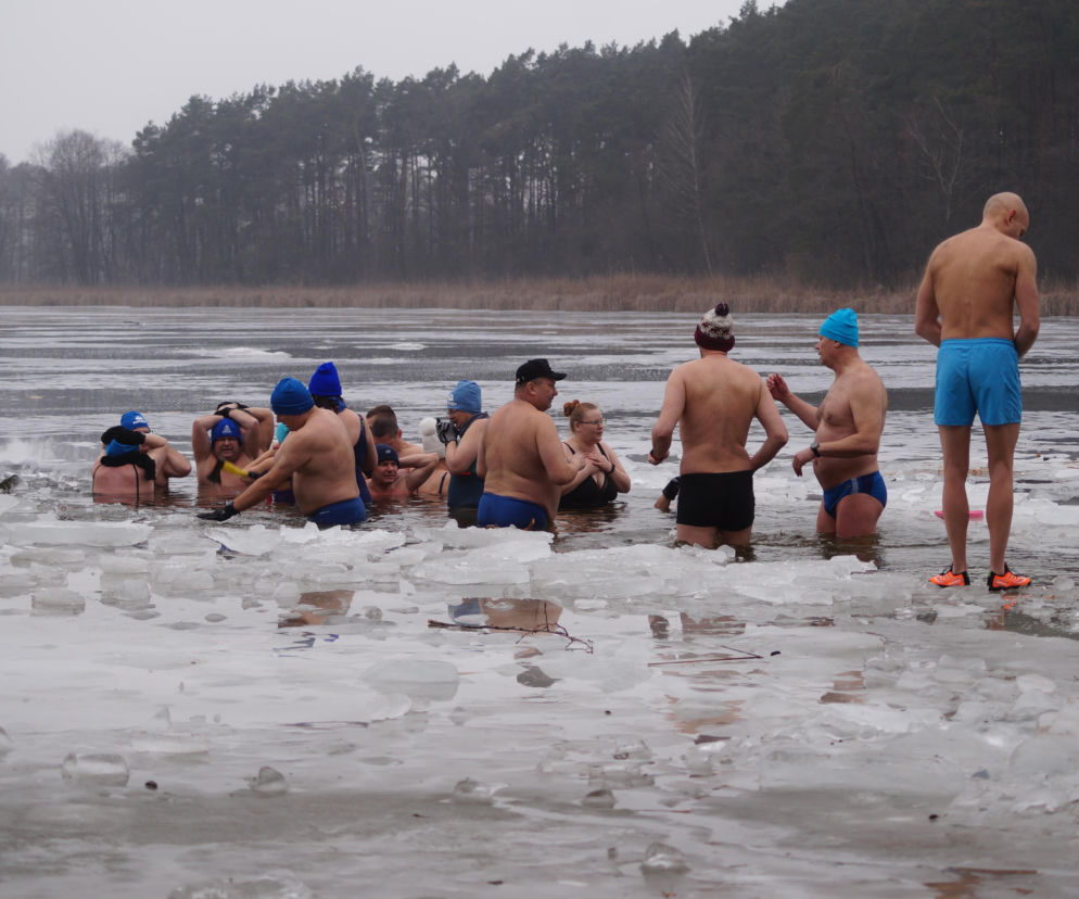Lodowata woda, gorące emocje. Morsy znów opanowały jezioro pod Bydgoszczą