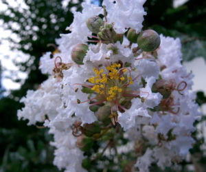 Zapomnij o hortensji. Ten krzew kwitnie nieprzerwanie przez długie miesiące i jest znacznie bardziej odporny na upały