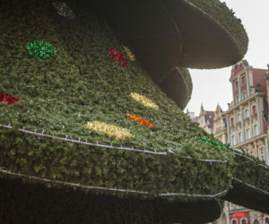 Nowa choinka na Rynku we Wrocławiu