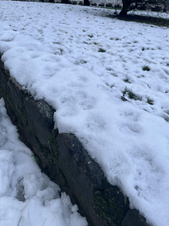 Śnieg w Szczecinie