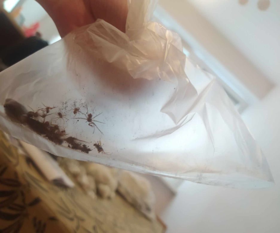Dziwne kokony pojawiają się w mieszkaniach. "Wysypało się z niego mnóstwo pająków. Byłam przerażona" [ZDJĘCIA]