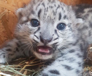 Kolejne narodziny w warszawskim zoo