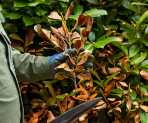 Wiosenne porządki w ogrodzie