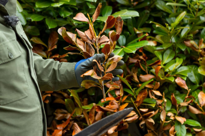 Wiosenne porządki w ogrodzie