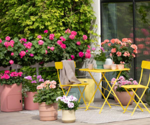 Słoneczny balkon? Te kwiaty kochają słońce!