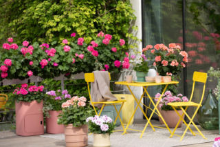 Kaskady kwiatów nawet w największym upale. Te gatunki są stworzone na południowy balkon