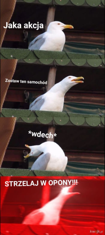 Instrybutor podbija internet