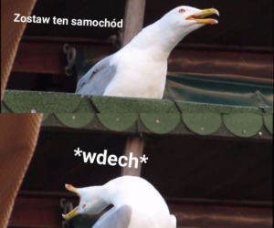 Instrybutor podbija internet