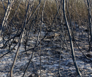Biebrzański Park Narodowy UGASZONY. Zobacz, jakie zniszczenia spowodował ogień