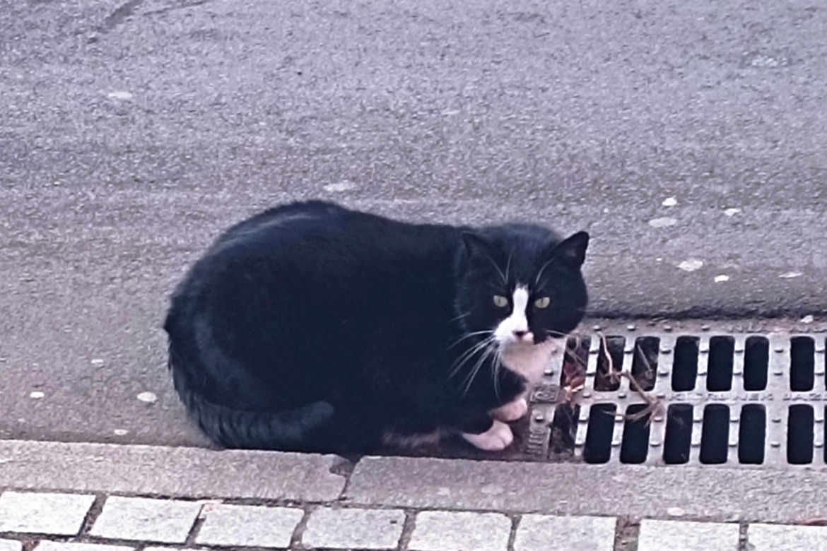 Czy kot Gacek dostanie "etat" w magistracie?