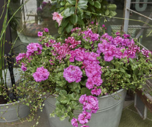 Pelargonie