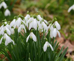 Przebiśniegi – pierwszy uśmiech wiosny w ogrodzie!