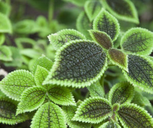 Pilea Mollis Moon Valley