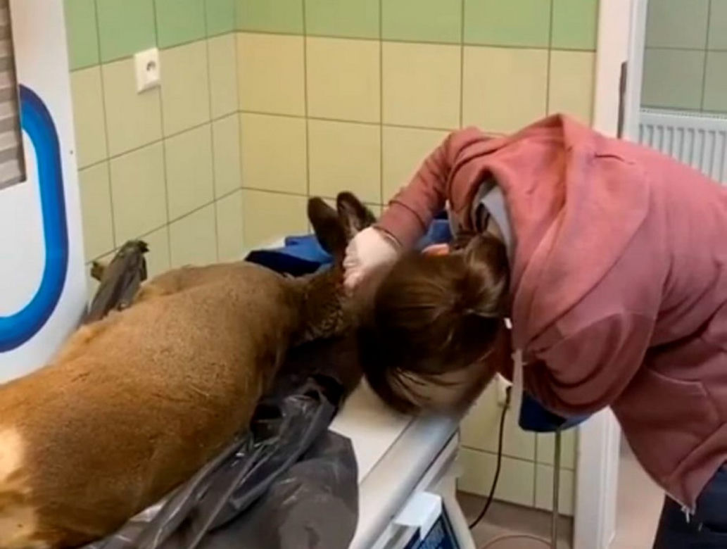 Ratują sarnią szyję
