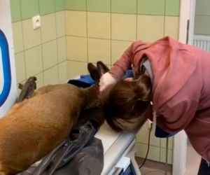 Ratują sarnią szyję