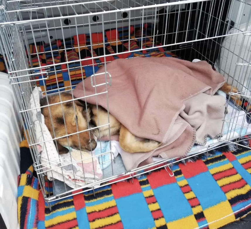 Strażak bestialsko znęcał się nad psem. „Nie był w stanie ustać na nogach” [ZDJĘCIA]