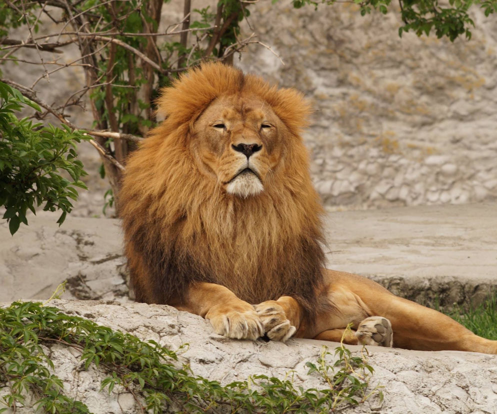 Wrocławskie zoo w żałobie